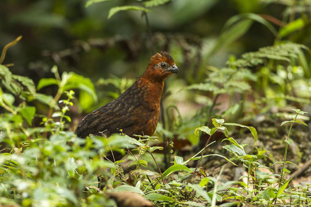 栗林鹑 / Chestnut Wood Quail / Odontophorus hyperythrus