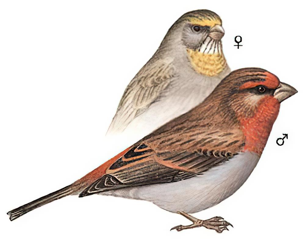 红眉松雀 / Crimson-browed Finch / Carpodacus subhimachalus