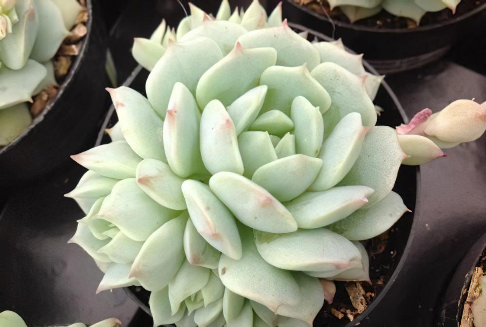 静夜 Echeveria derenbergii