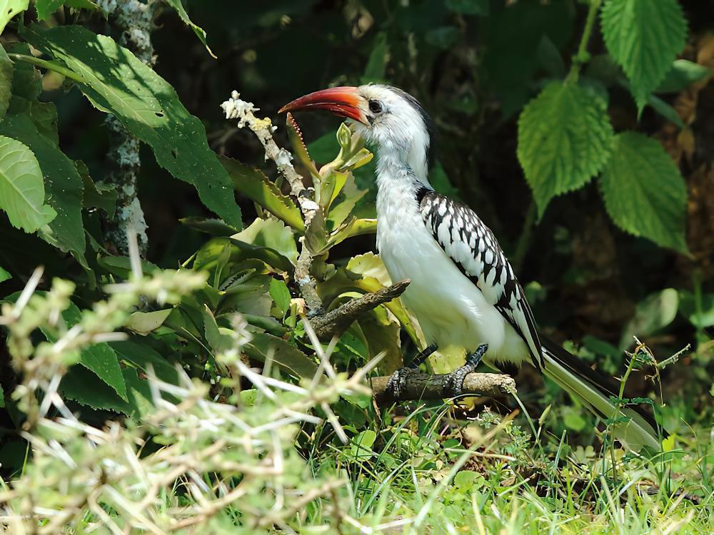 红嘴弯嘴犀鸟 / Northern Red-billed Hornbill / Tockus erythrorhynchus