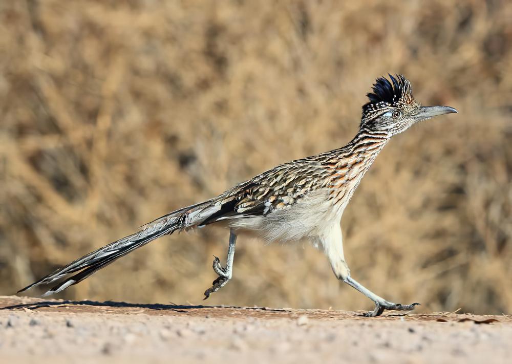 走鹃 / Greater Roadrunner / Geococcyx californianus