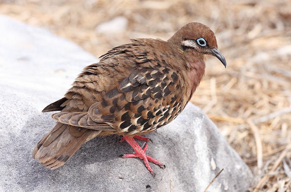 加岛哀鸽 / Galapagos Dove / Zenaida galapagoensis