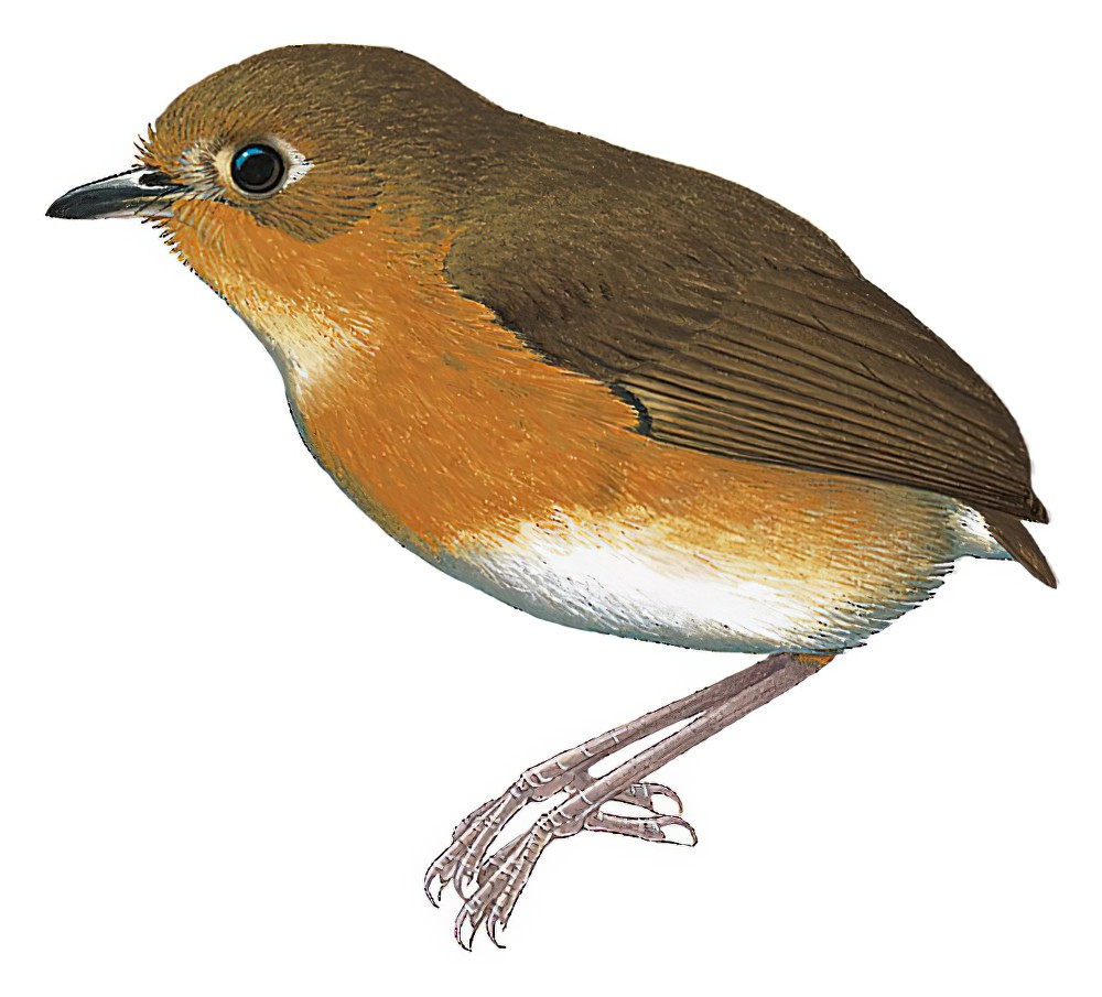 锈胸蚁鸫 / Rusty-breasted Antpitta / Grallaricula ferrugineipectus