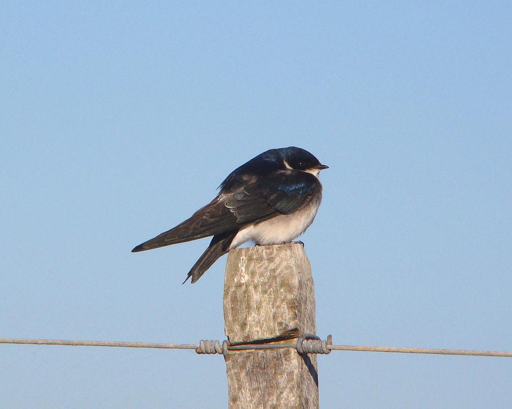 白臀树燕 / Chilean Swallow / Tachycineta leucopyga