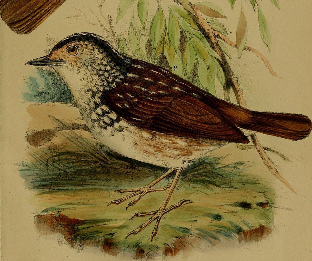 纹鹪鹛 / Striped Wren-Babbler / Kenopia striata