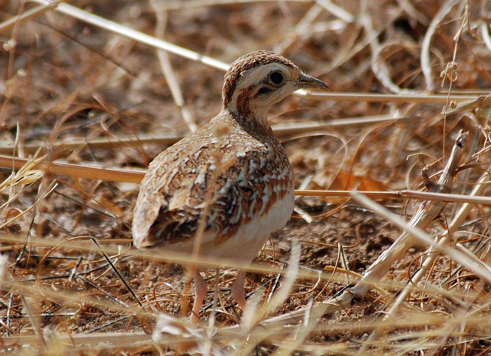 白翅三趾鹑 / Quail-plover / Ortyxelos meiffrenii