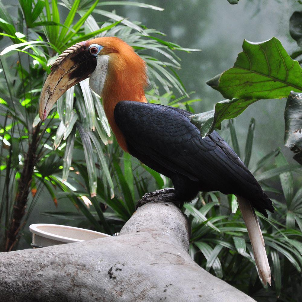 蓝喉皱盔犀鸟 / Blyth\'s Hornbill / Rhyticeros plicatus