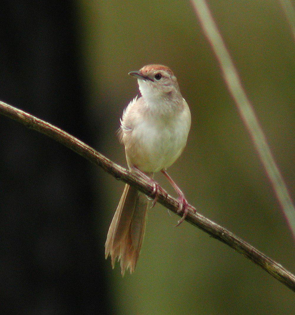 棕顶大尾莺 / Tawny Grassbird / Cincloramphus timoriensis