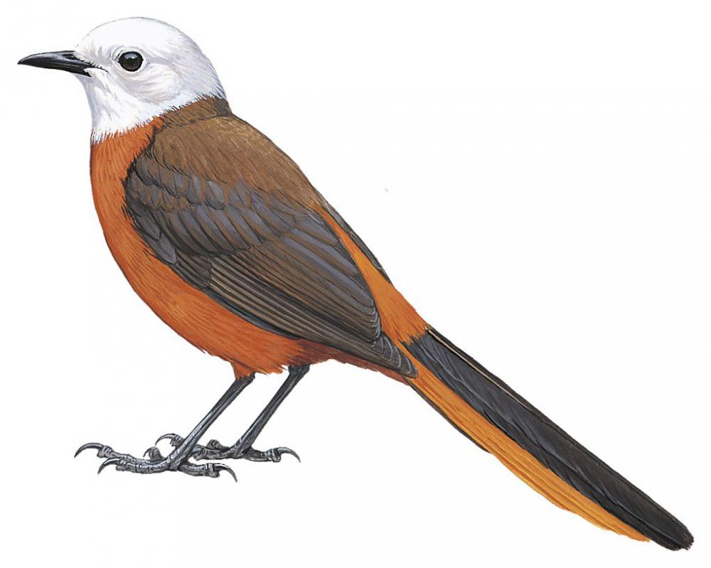 白头歌䳭 / White-headed Robin-Chat / Cossypha heinrichi