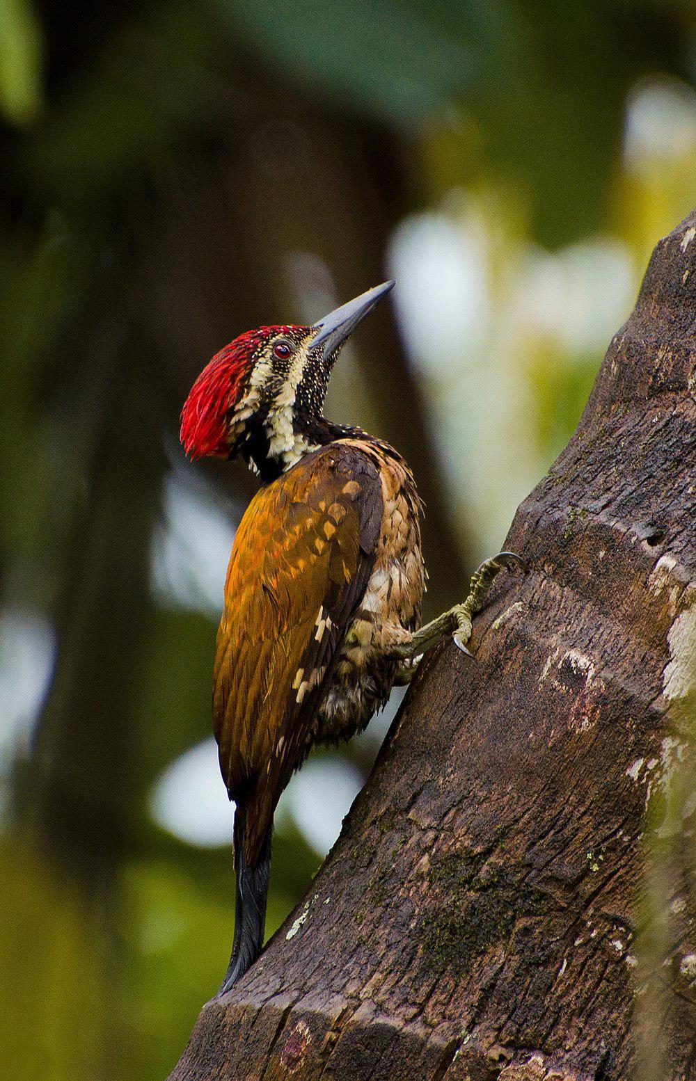 小金背啄木鸟 / Black-rumped Flameback / Dinopium benghalense