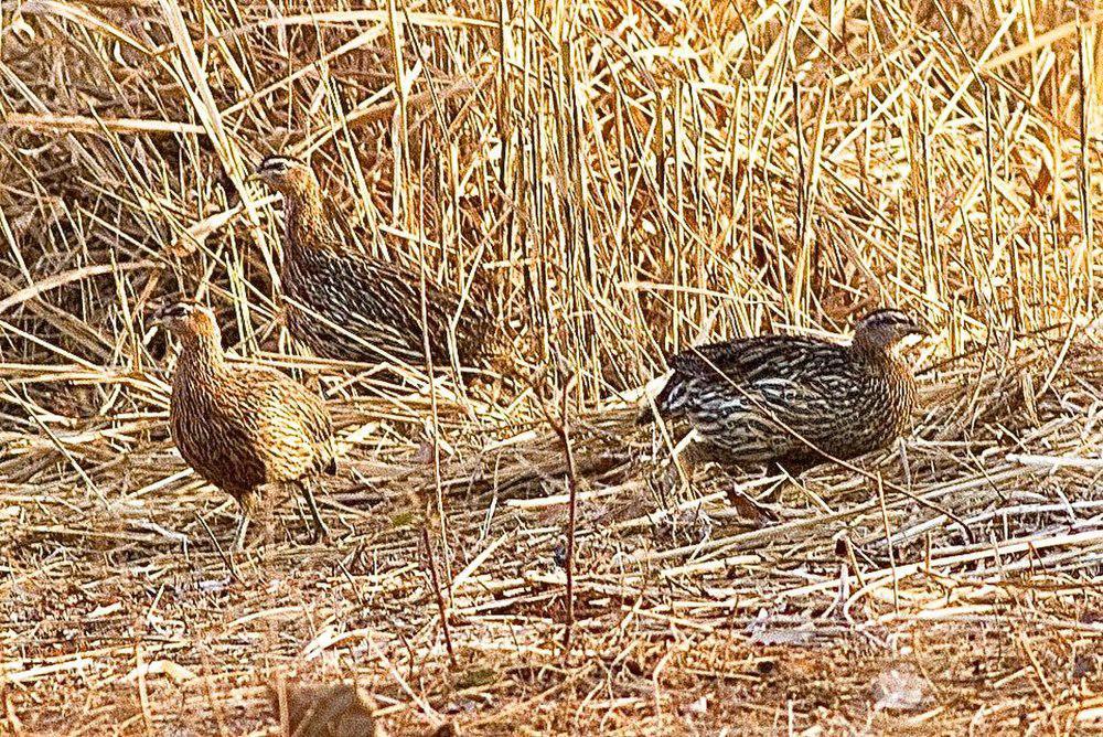 双距鹧鸪 / Double-spurred Spurfowl / Pternistis bicalcaratus