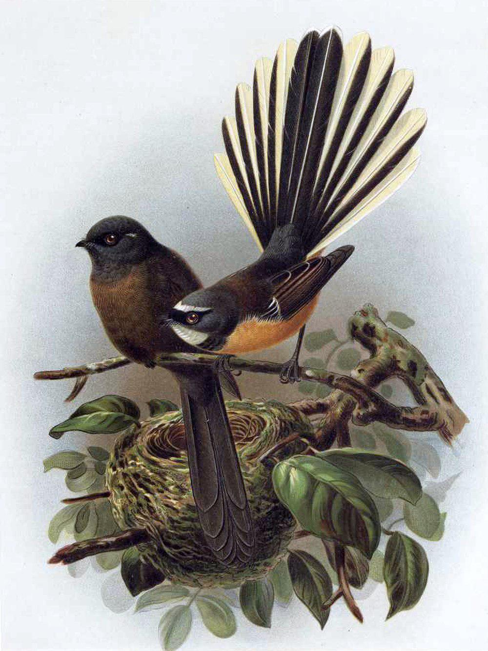 新西兰扇尾鹟 / New Zealand Fantail / Rhipidura fuliginosa