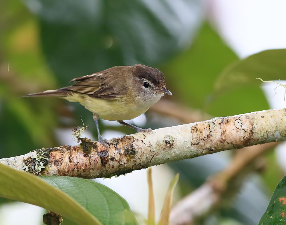 褐顶绿莺雀 / Tawny-crowned Greenlet / Hylophilus ochraceiceps