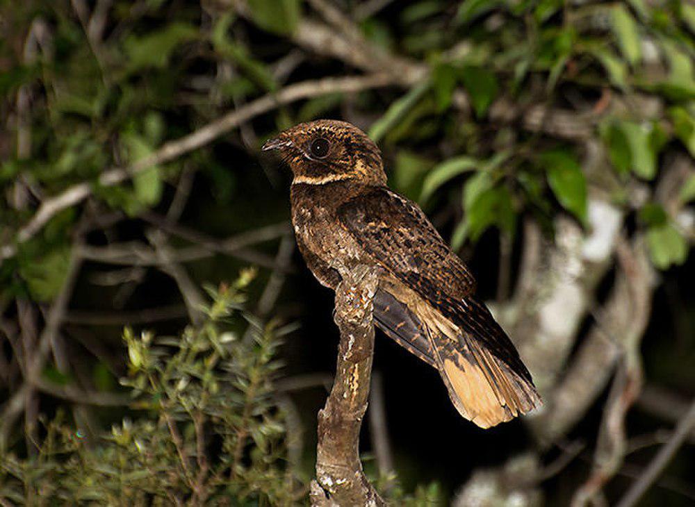 棕夜鹰 / Rufous Nightjar / Antrostomus rufus