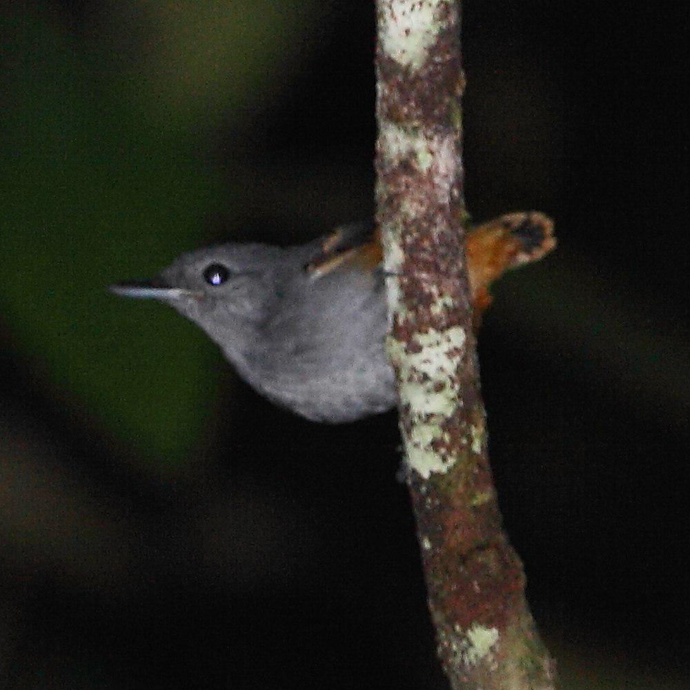 棕腹蚁鹩 / Rufous-bellied Antwren / Isleria guttata