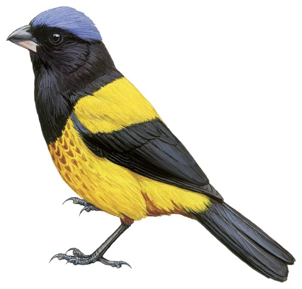 金背山裸鼻雀 / Golden-backed Mountain Tanager / Cnemathraupis aureodorsalis