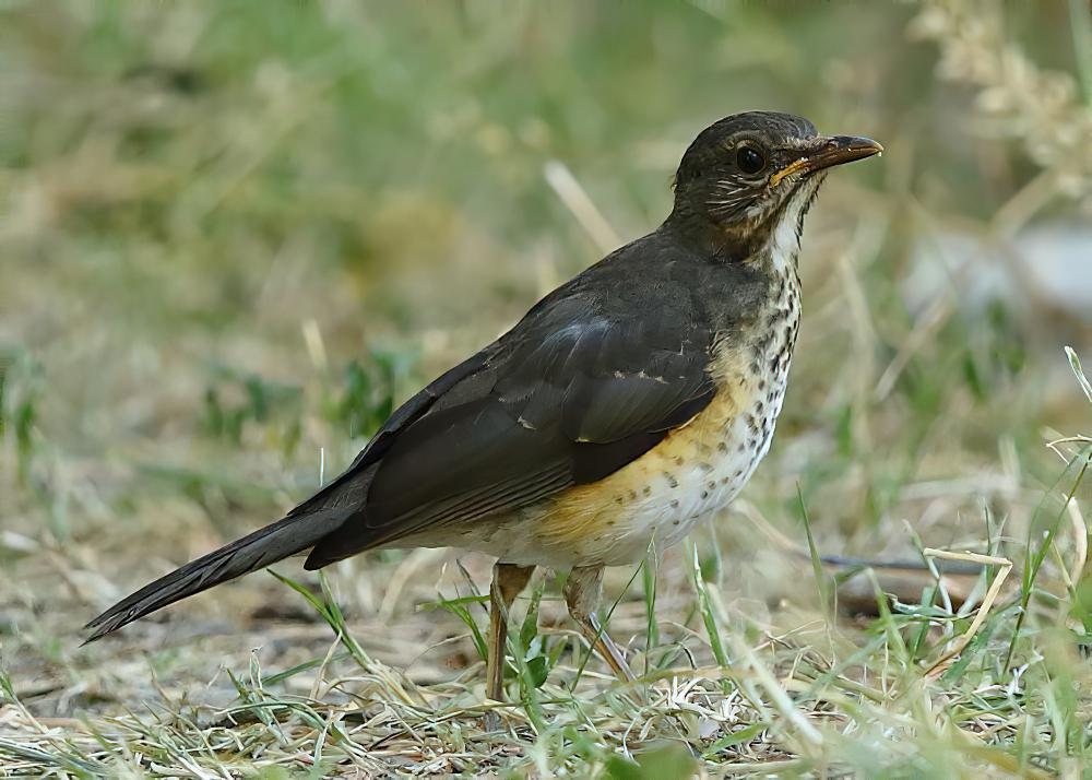 非洲鸫 / African Thrush / Turdus pelios