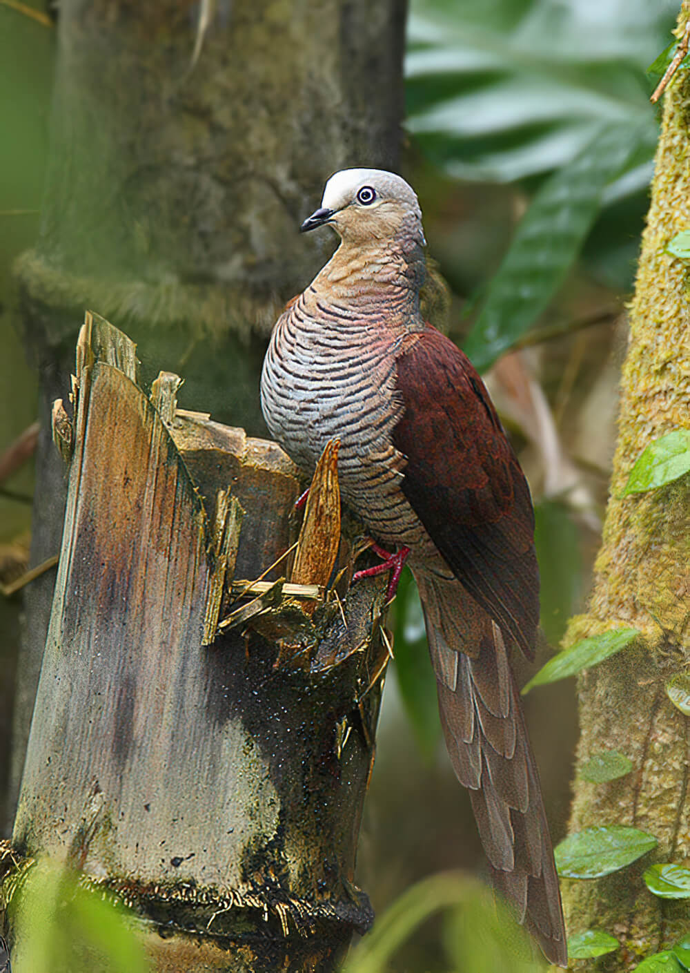 红胸鹃鸠 / Amboyna Cuckoo-Dove / Macropygia amboinensis