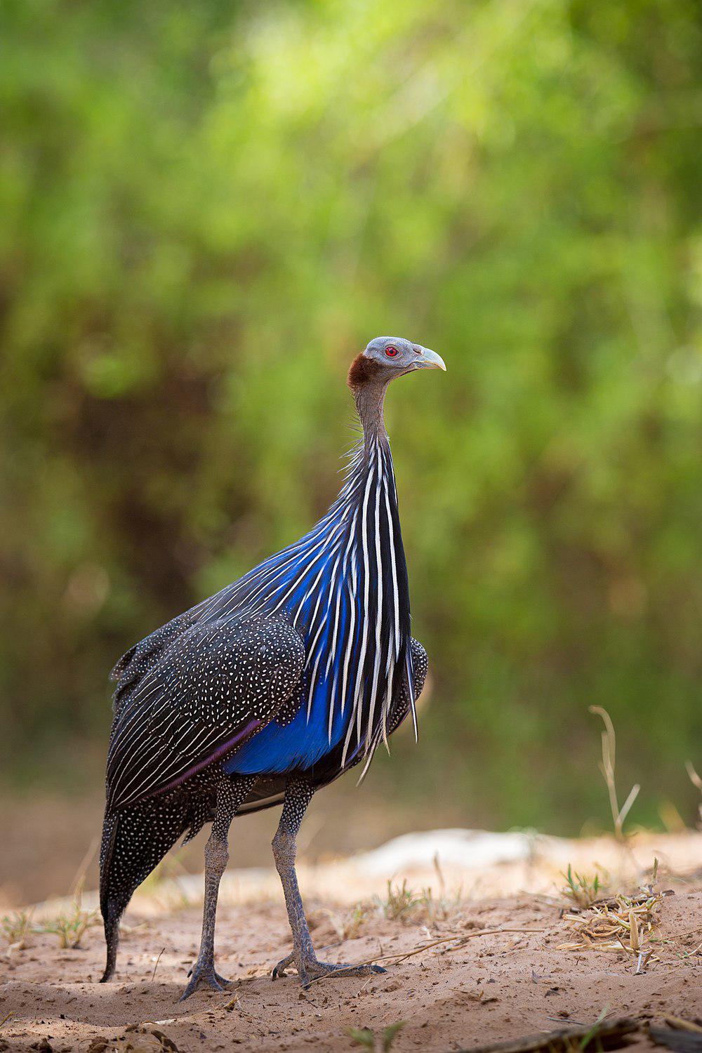 鹫珠鸡 / Vulturine Guineafowl / Acryllium vulturinum