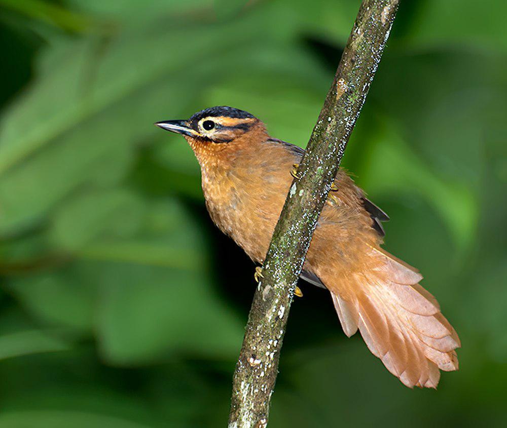 黑顶拾叶雀 / Black-capped Foliage-gleaner / Philydor atricapillus