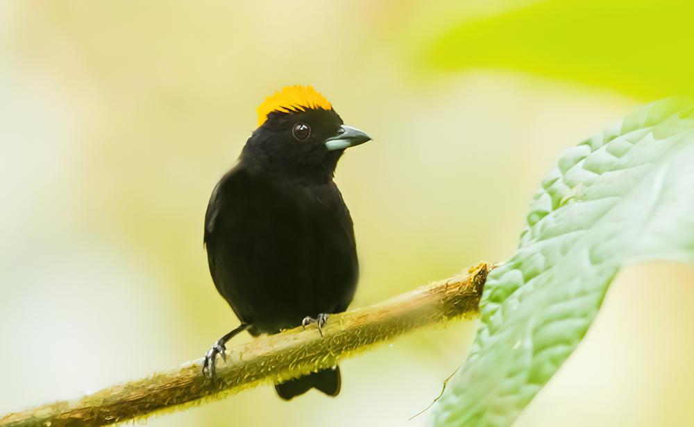 黄冠黑唐纳雀 / Tawny-crested Tanager / Tachyphonus delatrii