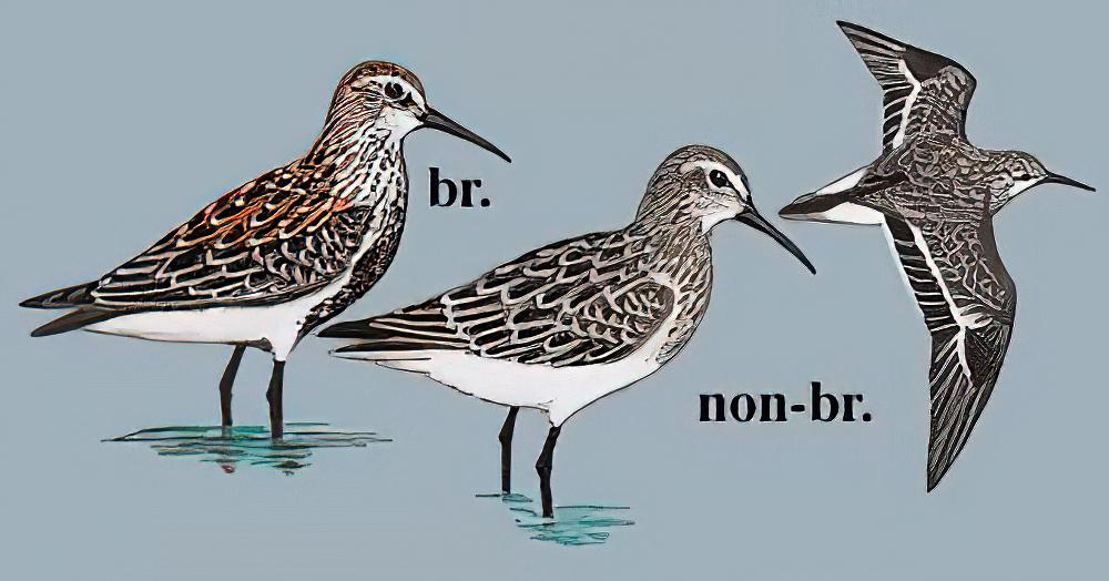 黑腹滨鹬 / Dunlin / Calidris alpina