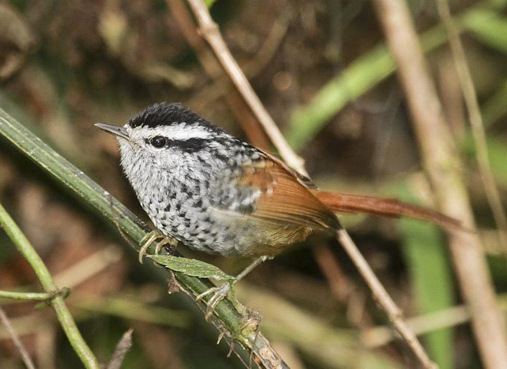 棕尾蚁鸟 / Rufous-tailed Antbird / Drymophila genei