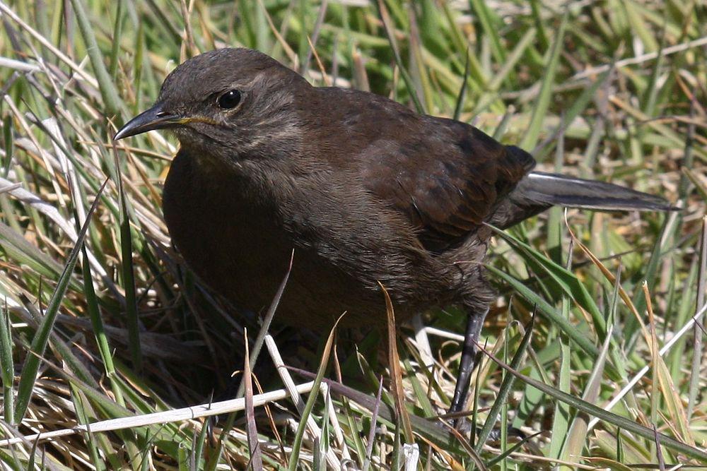 淡黑抖尾地雀 / Blackish Cinclodes / Cinclodes antarcticus