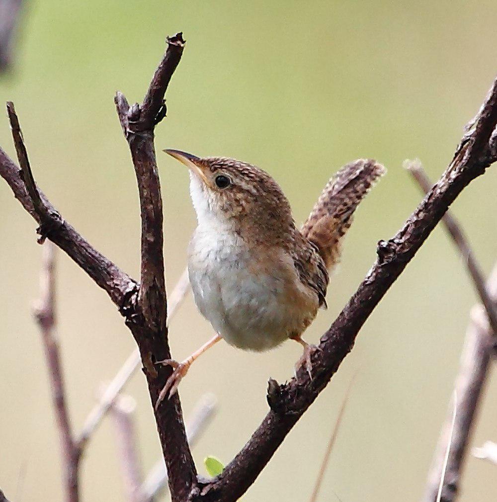 短嘴沼泽鹪鹩 / Grass Wren / Cistothorus platensis