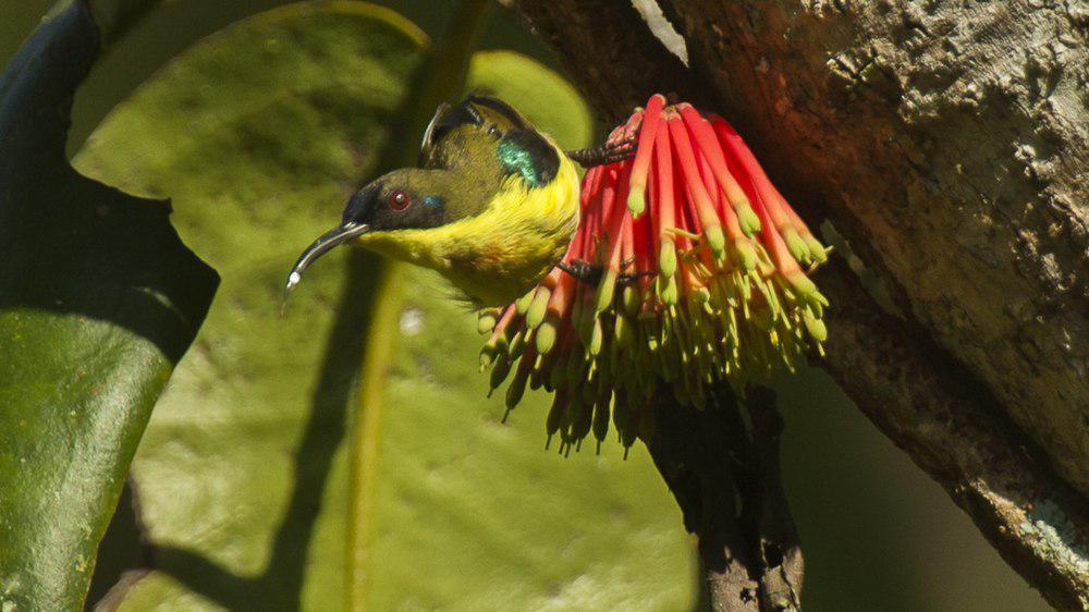 山太阳鸟 / Metallic-winged Sunbird / Aethopyga pulcherrima