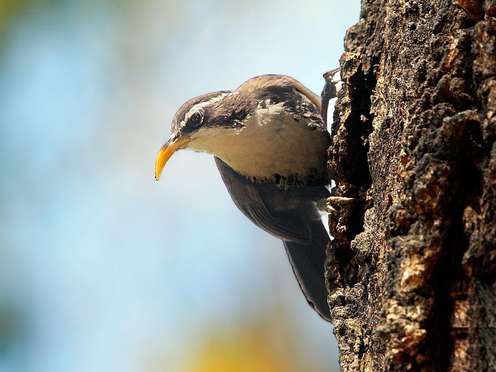 霍氏钩嘴鹛 / Indian Scimitar Babbler / Pomatorhinus horsfieldii