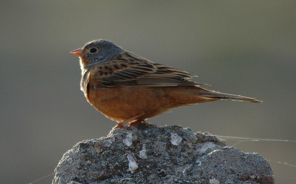 蓝头圃鹀 / Cretzschmar\'s Bunting / Emberiza caesia