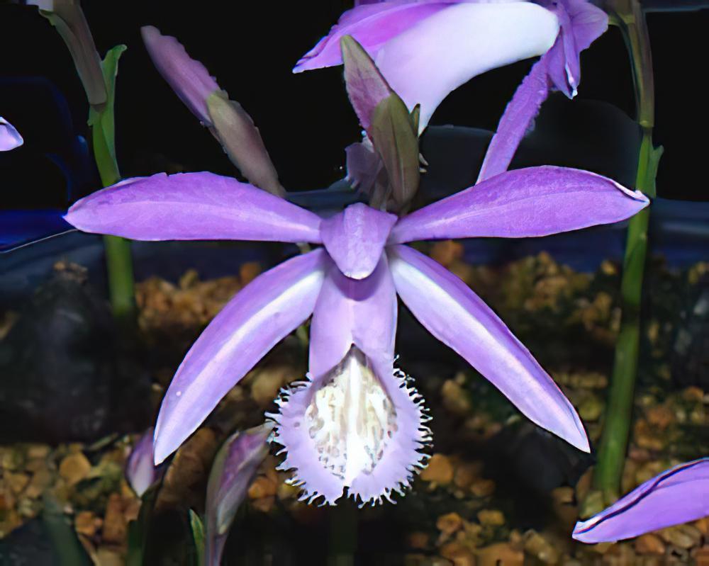 独蒜兰　Pleione