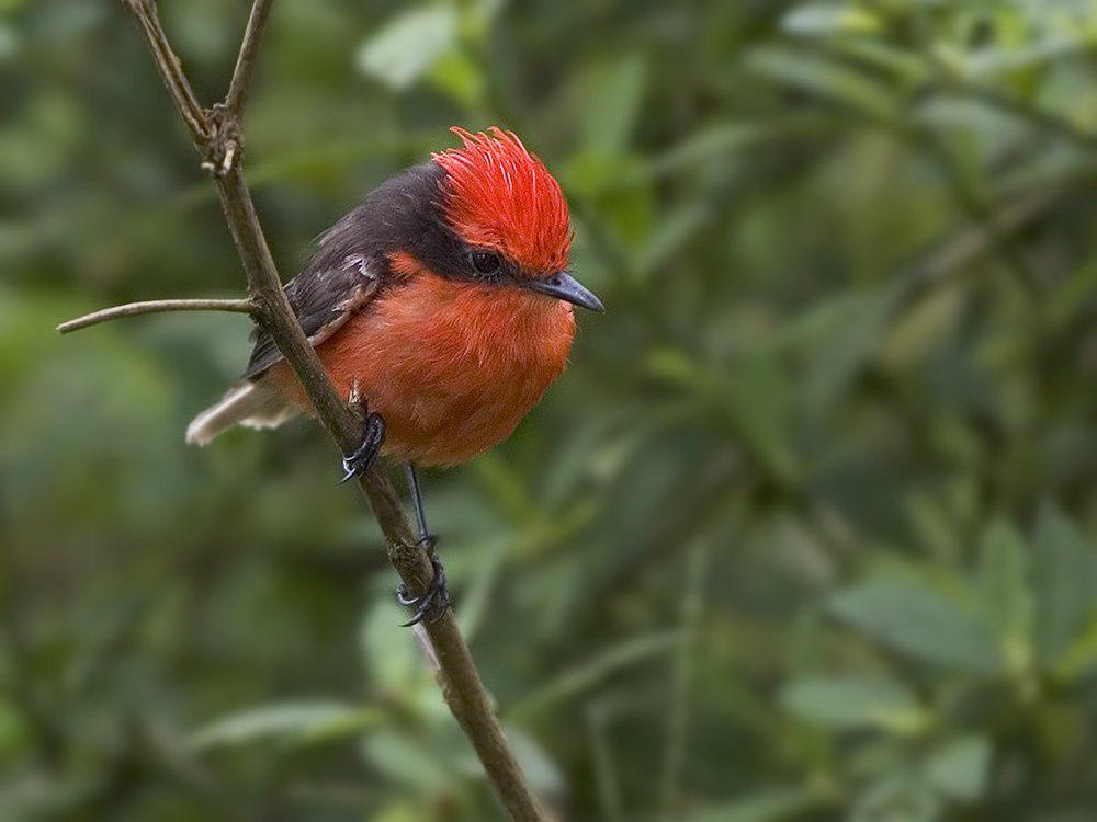 达尔文霸鹟 / Darwin\'s Flycatcher / Pyrocephalus nanus