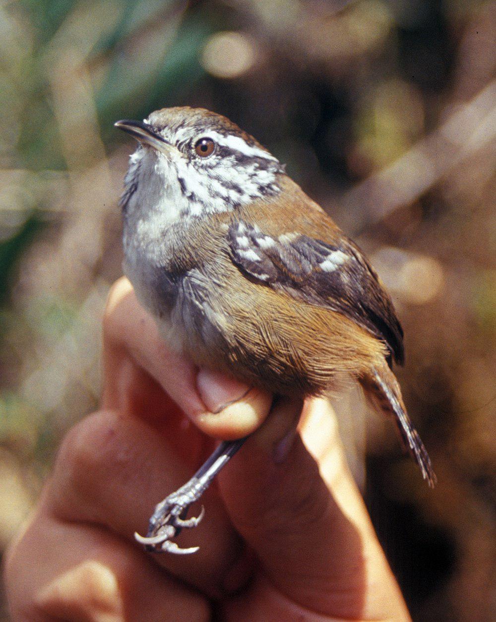 斑翅林鹩 / Bar-winged Wood Wren / Henicorhina leucoptera