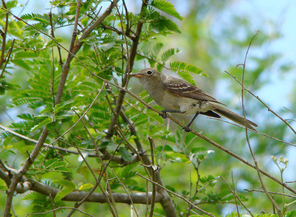 绿拟霸鹟 / Olivaceous Elaenia / Elaenia mesoleuca