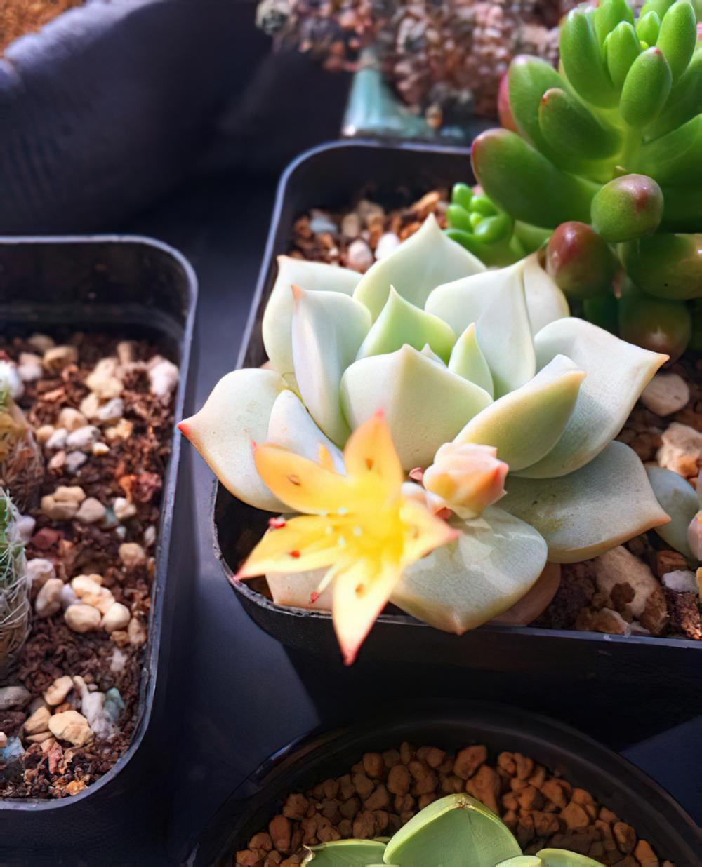 白牡丹xGraptoveria ‘Titubans’