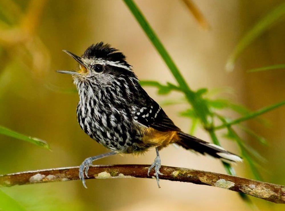 赭腰蚁鸟 / Ochre-rumped Antbird / Drymophila ochropyga