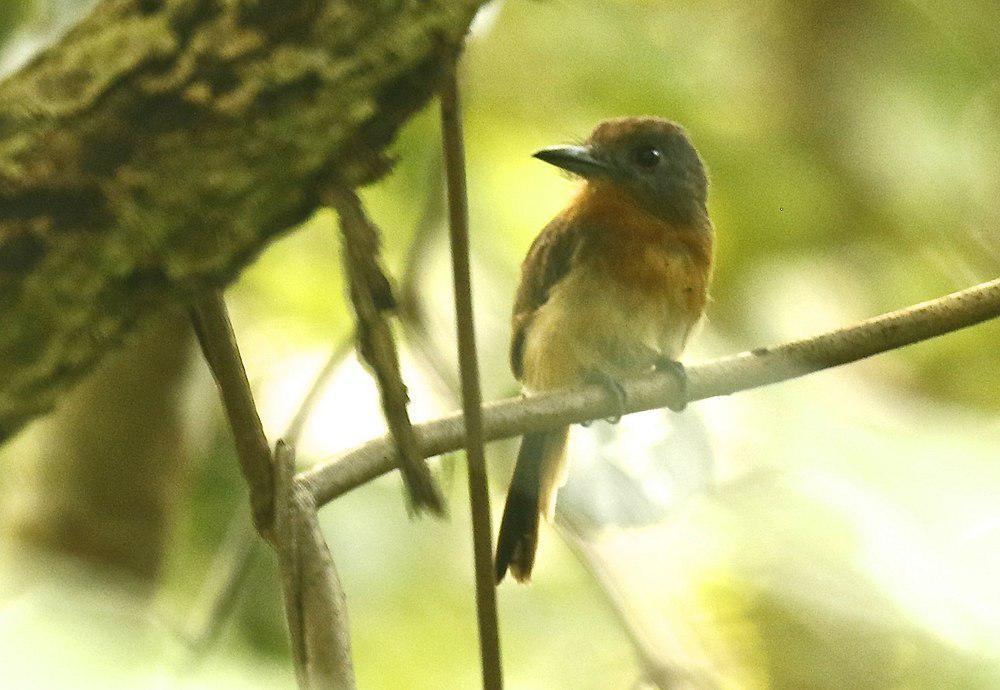 灰颊小蓬头䴕 / Grey-cheeked Nunlet / Nonnula frontalis