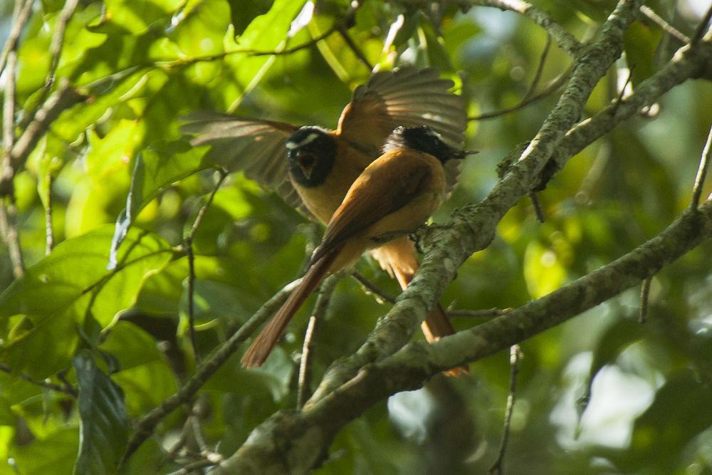 黑桂扇尾鹟 / Black-and-cinnamon Fantail / Rhipidura nigrocinnamomea