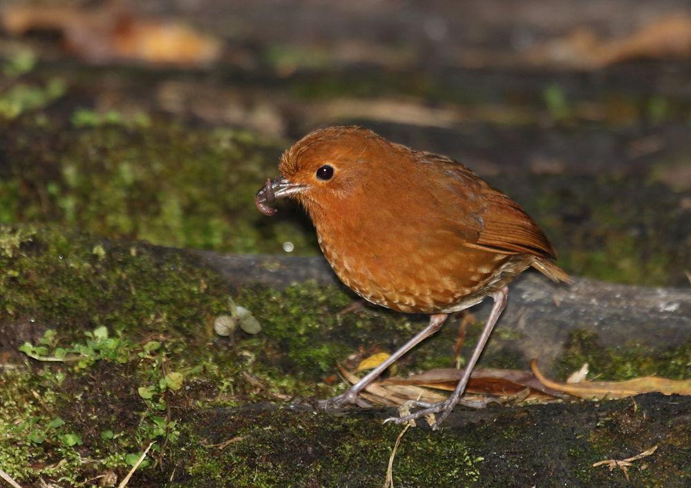 棕蚁鸫 / Rufous Antpitta / Grallaria rufula