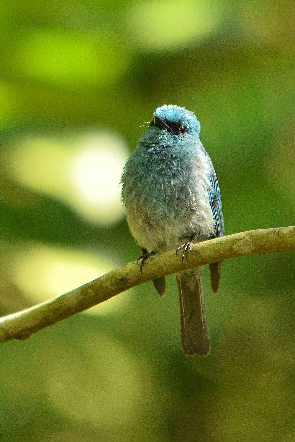 岛仙鹟 / Turquoise Flycatcher / Eumyias panayensis