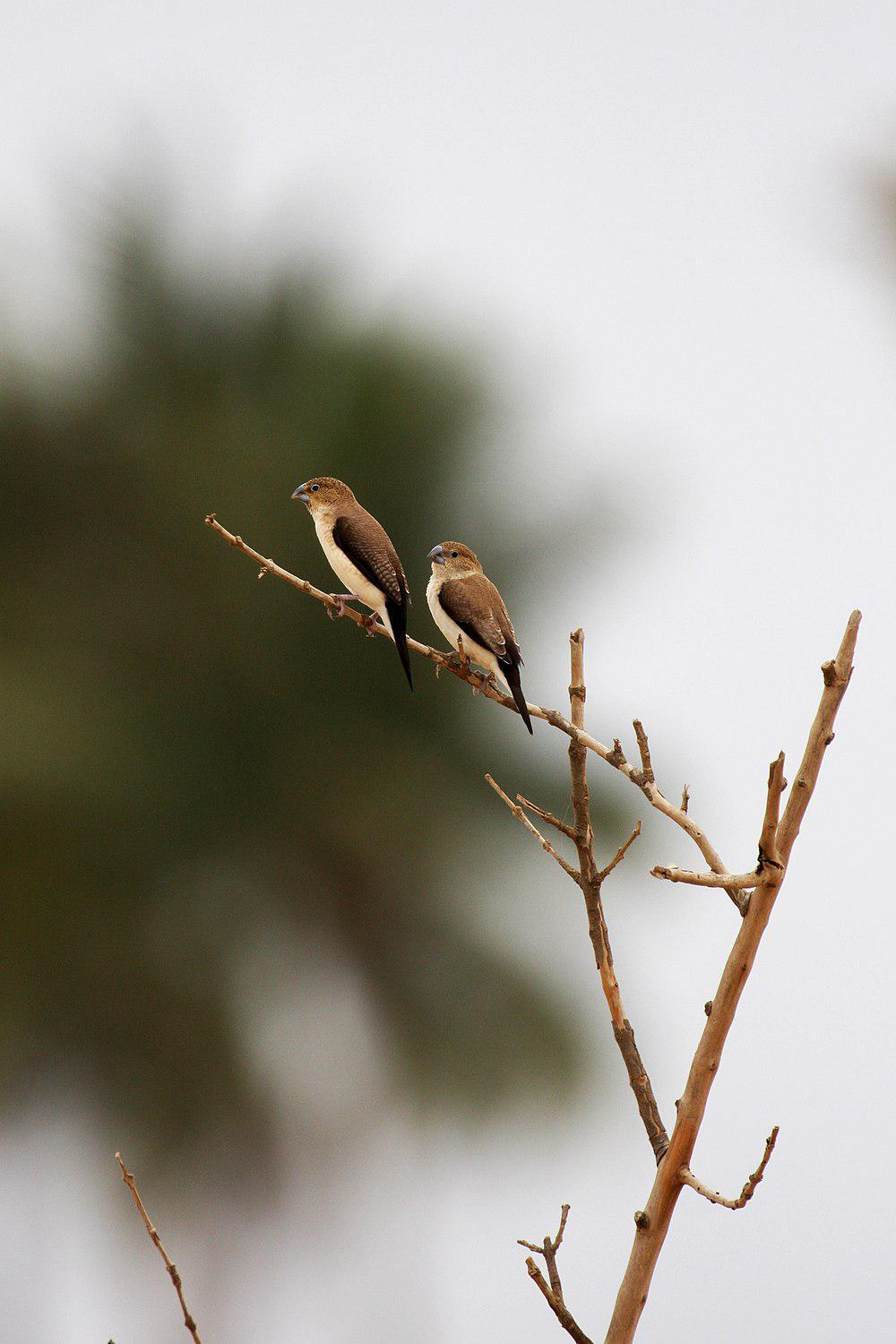 银嘴文鸟 / African Silverbill / Euodice cantans