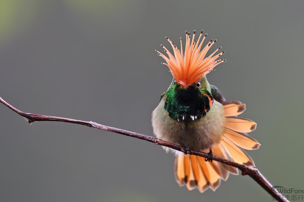 棕冠蜂鸟 / Rufous-crested Coquette / Lophornis delattrei