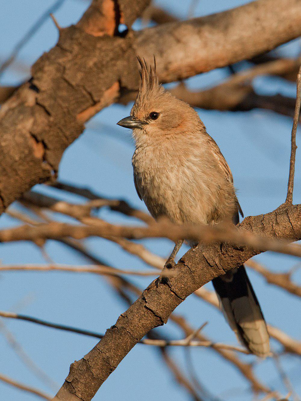 东啸冠鸫 / Chirruping Wedgebill / Psophodes cristatus