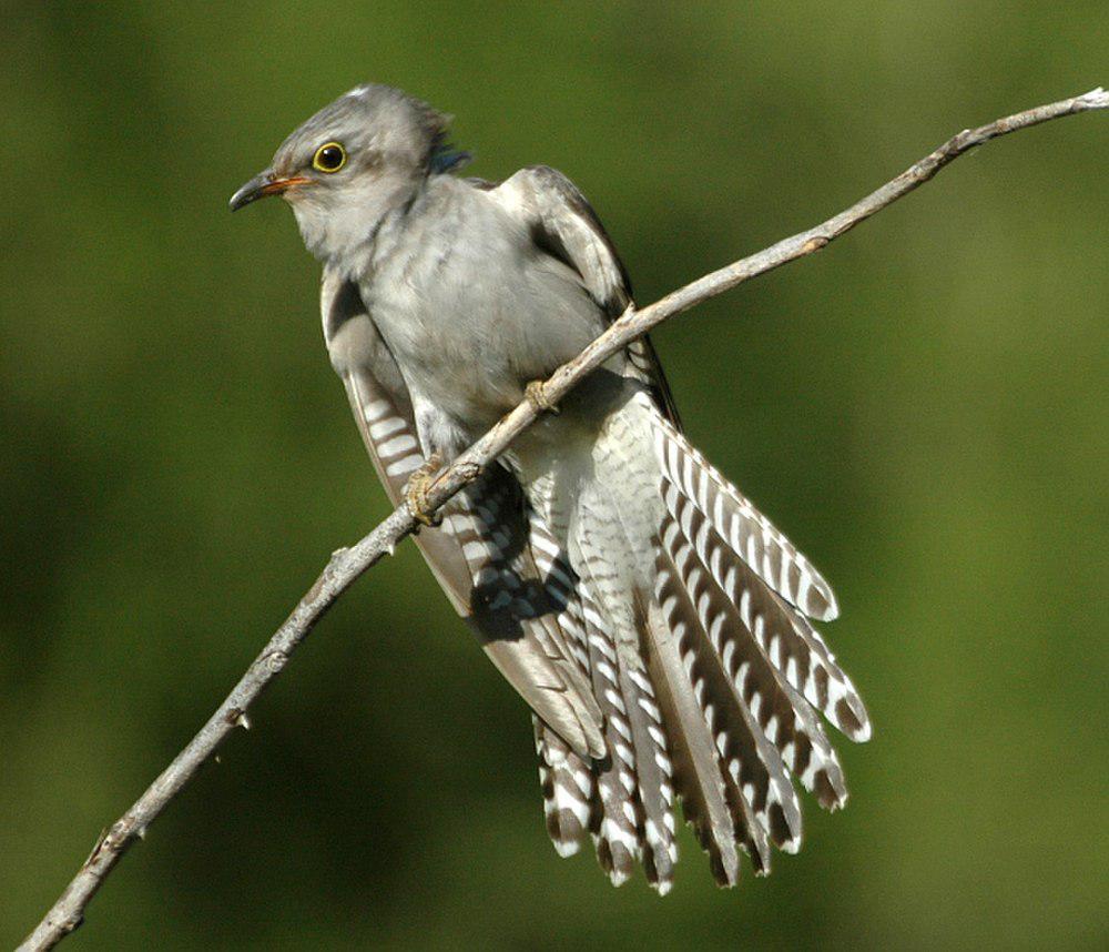 淡色杜鹃 / Pallid Cuckoo / Cacomantis pallidus