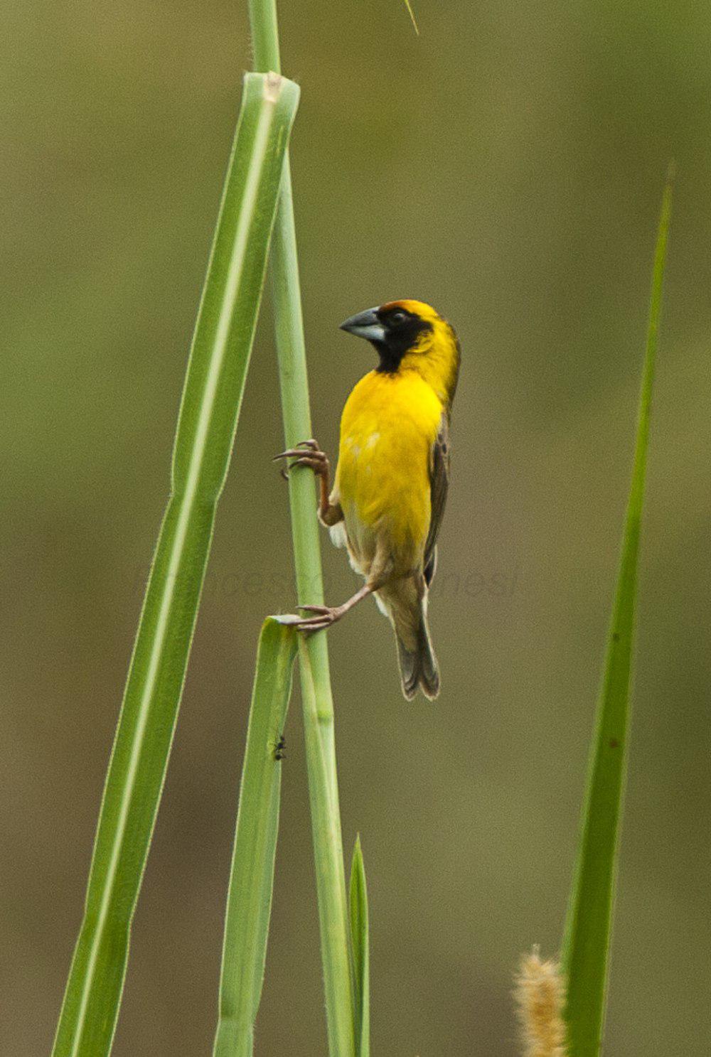 褐翅织雀 / Compact Weaver / Ploceus superciliosus