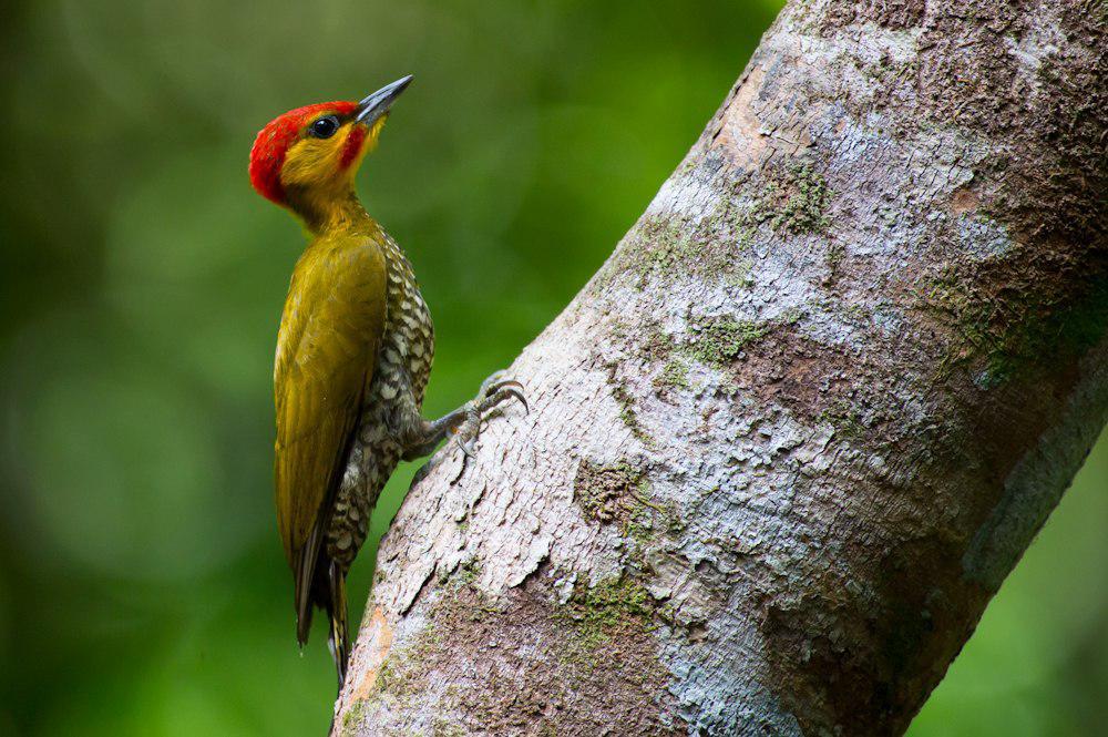 黄喉啄木鸟 / Yellow-throated Woodpecker / Piculus flavigula