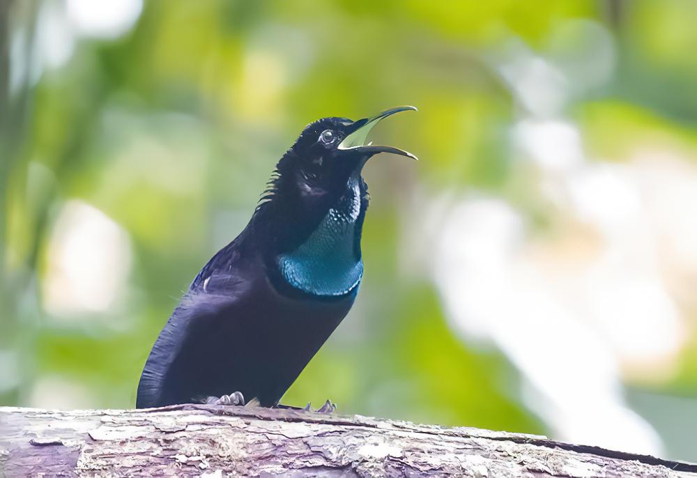 丽色掩鼻风鸟 / Magnificent Riflebird / Ptiloris magnificus