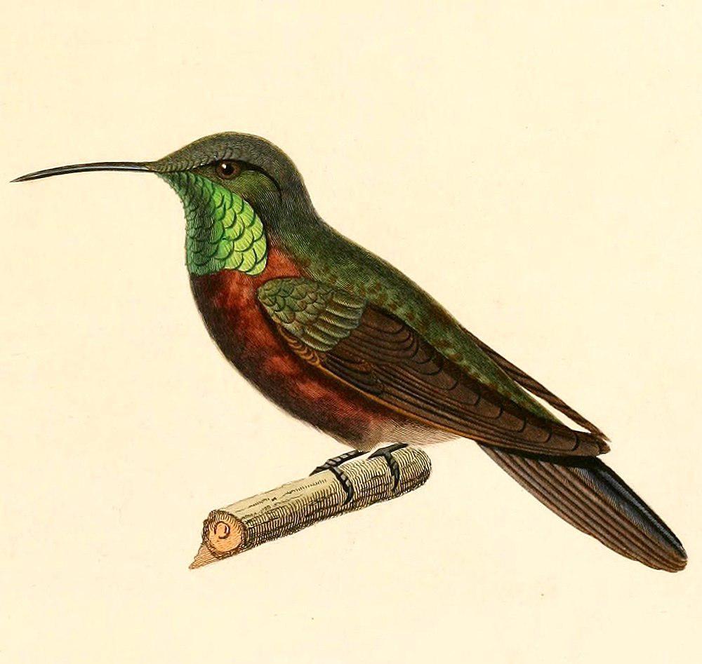 楔尾山蜂鸟 / Wedge-tailed Hillstar / Oreotrochilus adela